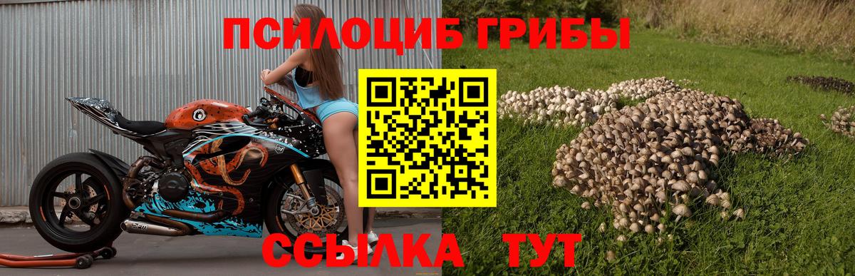 Псилоцибиновые грибы мухоморы Черняховск